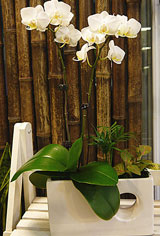 Double Luck Double Luck