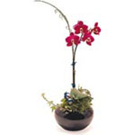 Wonderful World Wonderful World