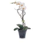 Satin Dreams Satin Dreams