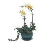 Green Sleeves Green Sleeves